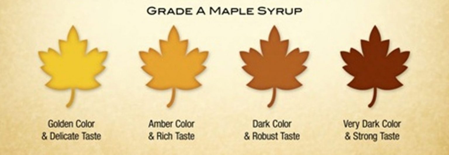 How Maple Syrup Is Made Tapping Maple Trees & Syrup Production